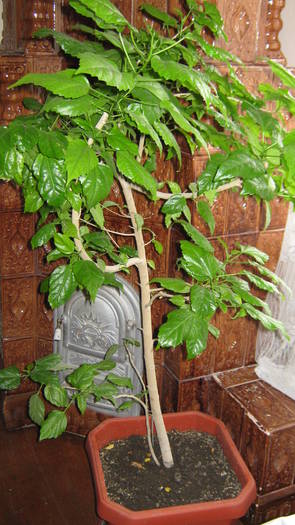 IMG_0102; trandafirul socrilor
