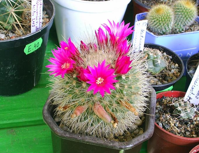 Mammillaria  Crasior spi.albi