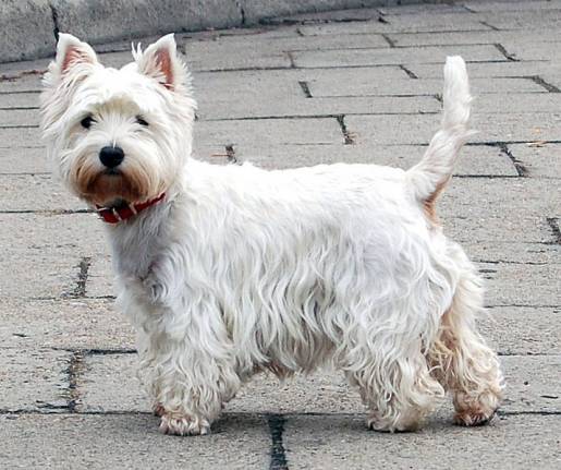 West Highland White Terrier - Catelusi