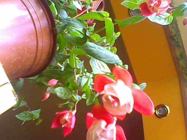 Picture 009 - florile mele