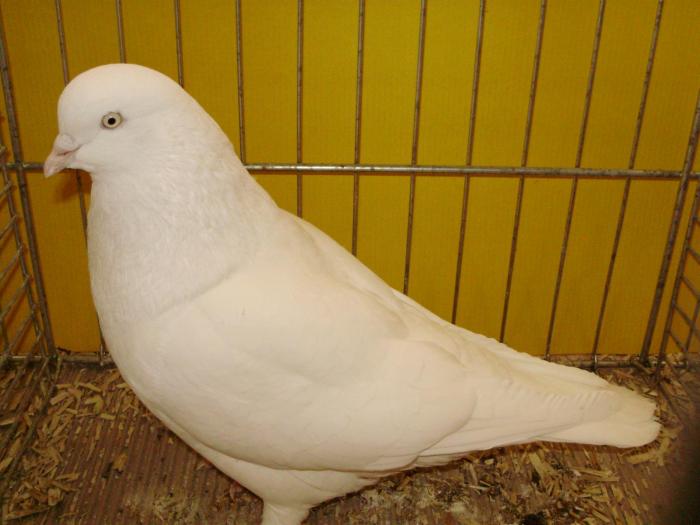 15121 koln 1 - 1505 partea 7