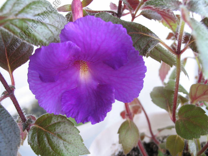 Achimenes Purple King 4 - ACHIMENES I