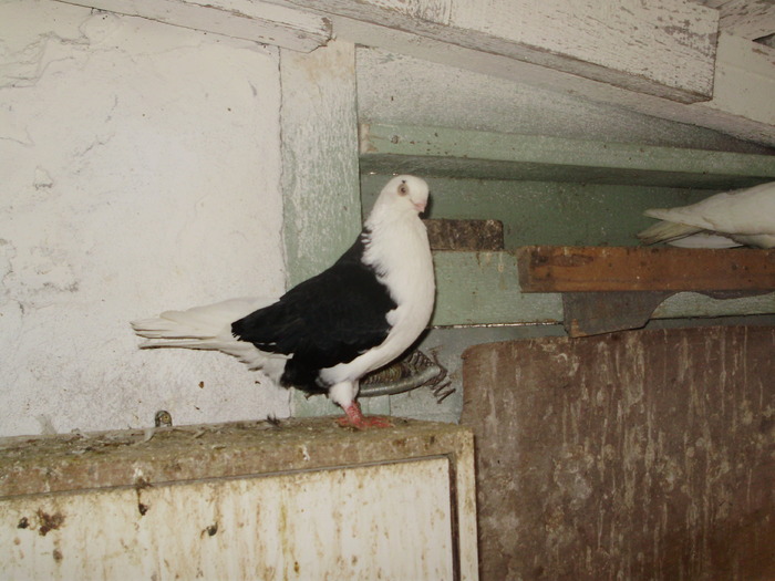 P8292269