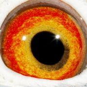 IQVQSBQJUWREEXXSFUO - OCHII PORUMBEILOR