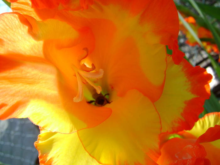 DSC01951 - gladiole