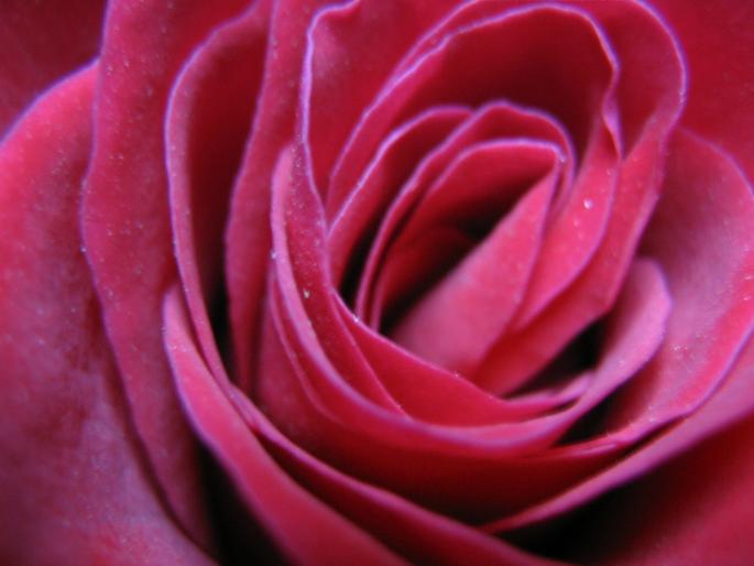 Trandafir - Fotografii
