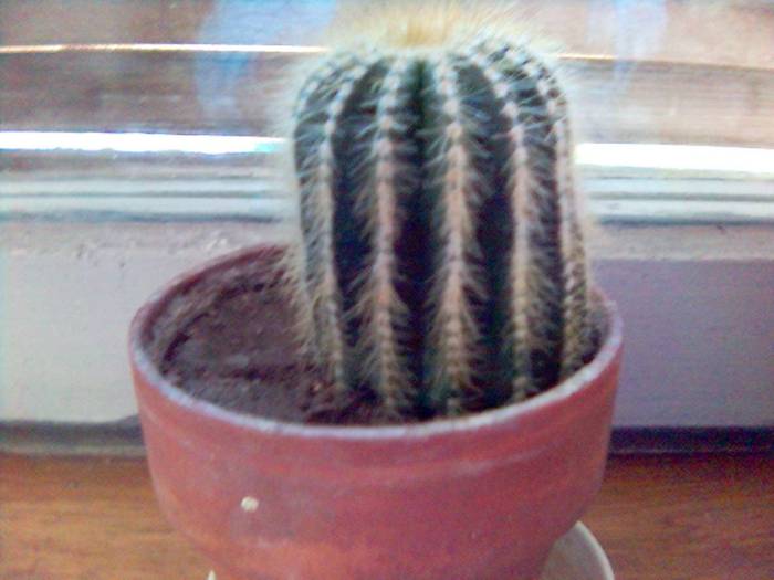 Notocactus leninghausii(iun. 2005) - Cactusi