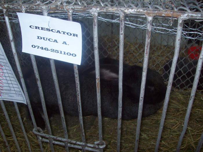 EXPO 2009 .01.09  CLUJ-NAPOCA 056