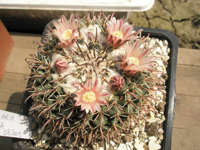 Mammillaria uncinata inflorita - 08.04 - Mammillaria