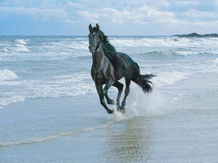 horse-beach - True Unicorns