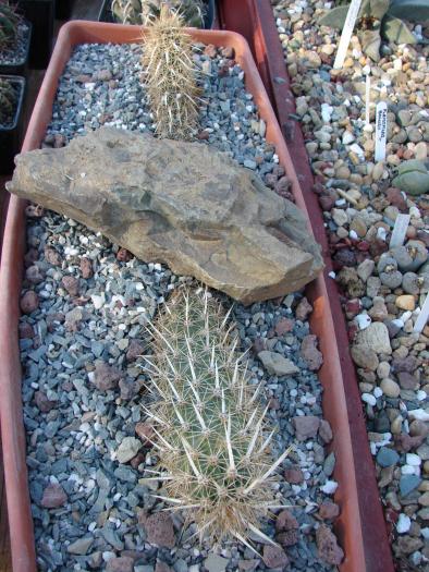 Machraeocereus eruca - Cactusi la Constanta