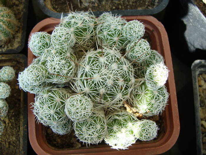 Mammillaria gracilis