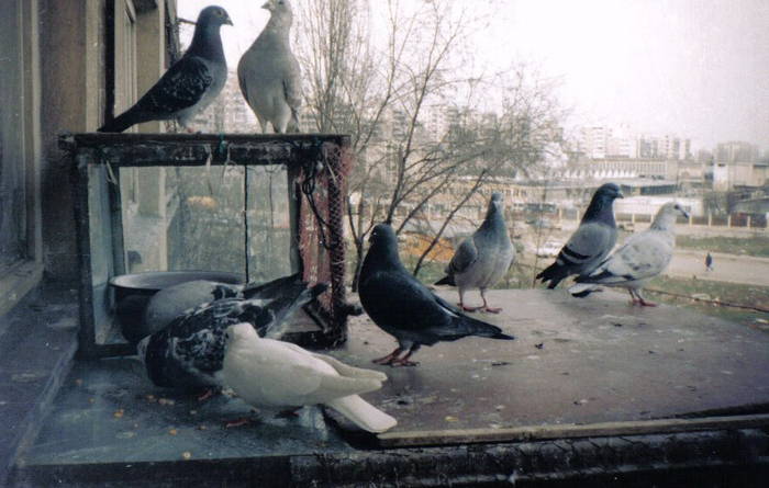 1995 - A Porumbei Inceputurile