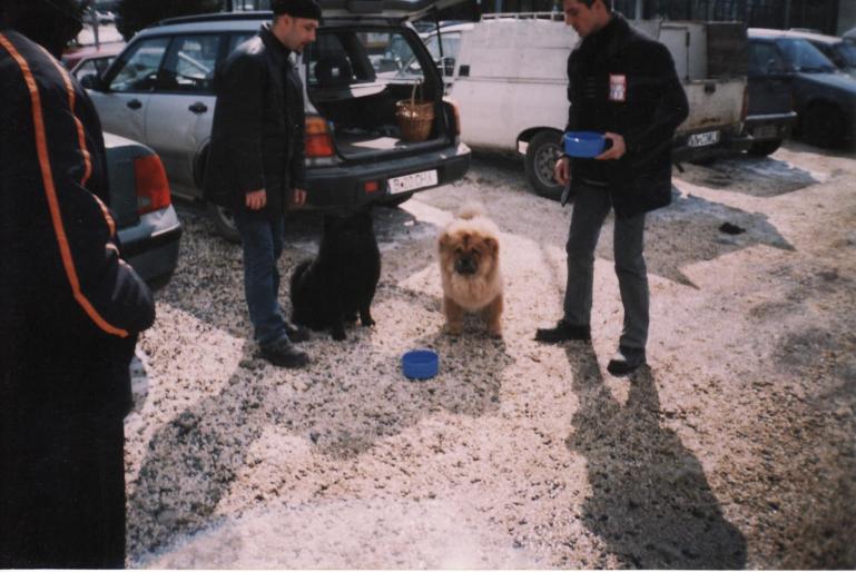 chow-chow-bucuresti-2005 - CAINI-DRESAJ-SOCIALIZARE