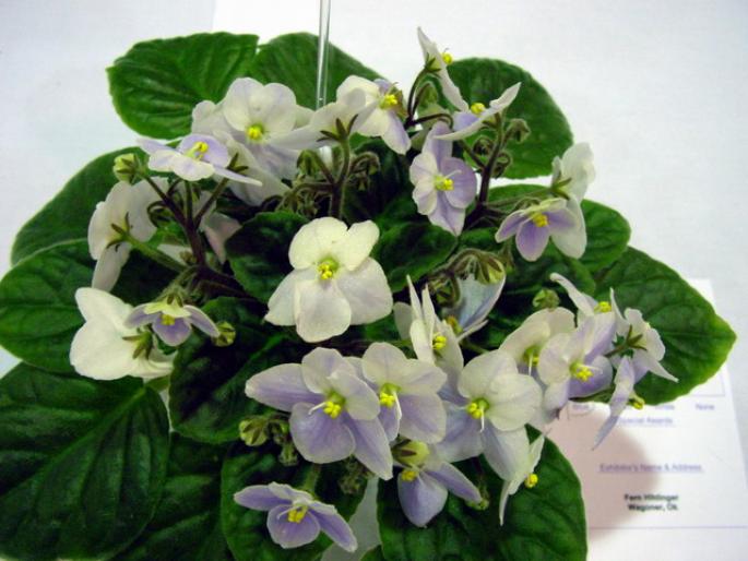 Emerald_Love_2005avsa - violete de pe net