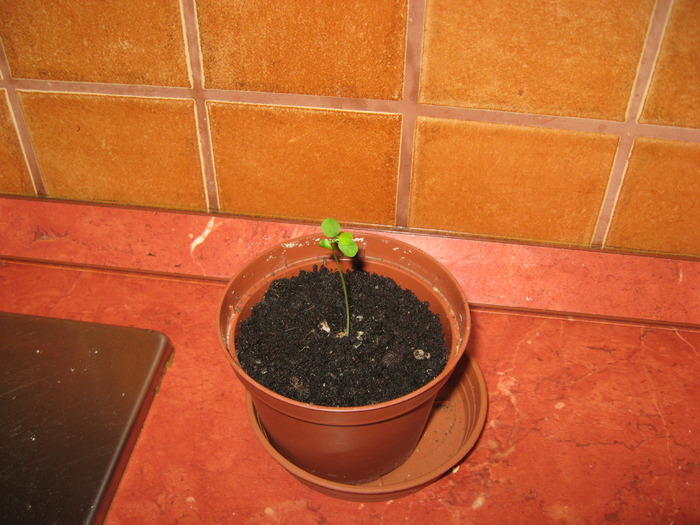 05.01.2010 - passiflora