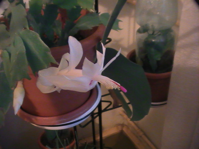 PIC_6486 - schlumbergera