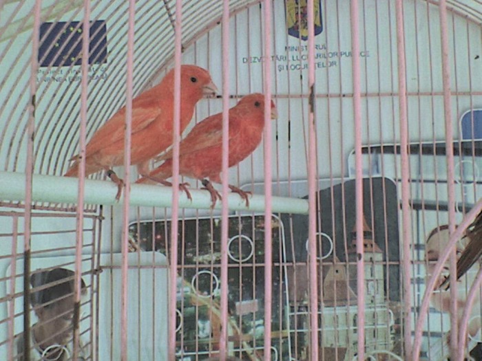 DSC00002 - canari