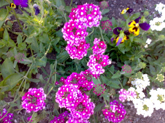 verbina facuta de mine din seminte - Florile din gradina mea - 2009