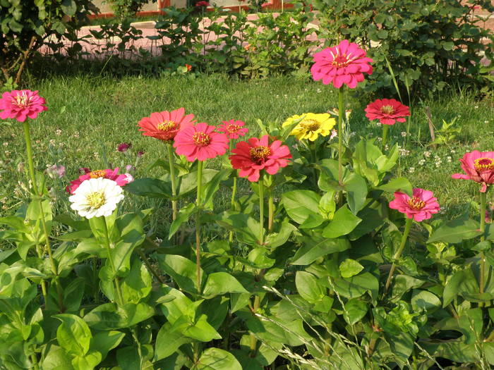 Picture 041 - flori diverse