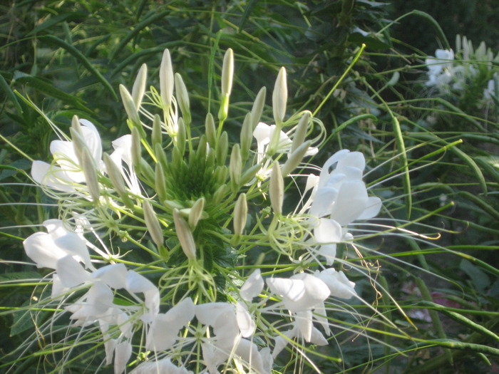 cleome - florile mele 2009