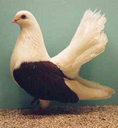 juc. de Taganrog - rase de porumbei de care as dori sa achizitionez