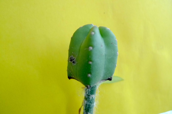 Echinocereus - Plante altoite