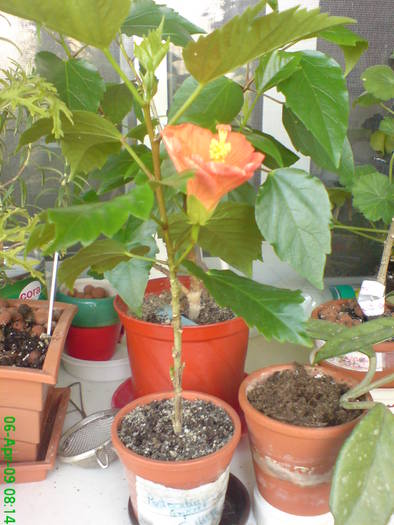 Copacel - Hibiscus 2009