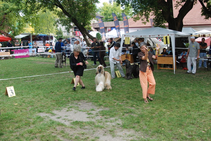 DSC_0200 - Concurs international de frumustete canina 2009 TgMures