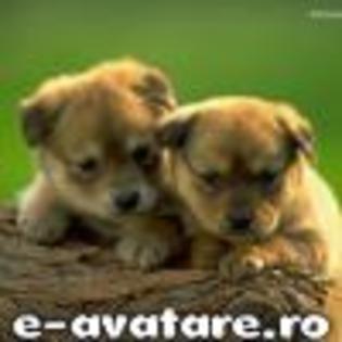 avatare_gratuite_23847022946ab05a5965d05_84601883 - CATELUSI