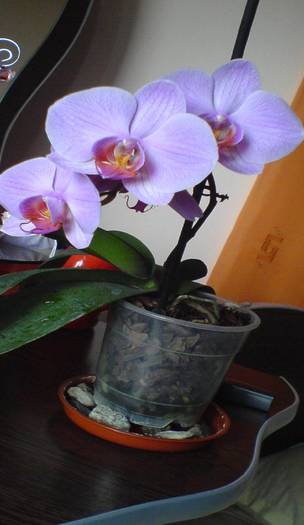 1 - Phalaenopsis