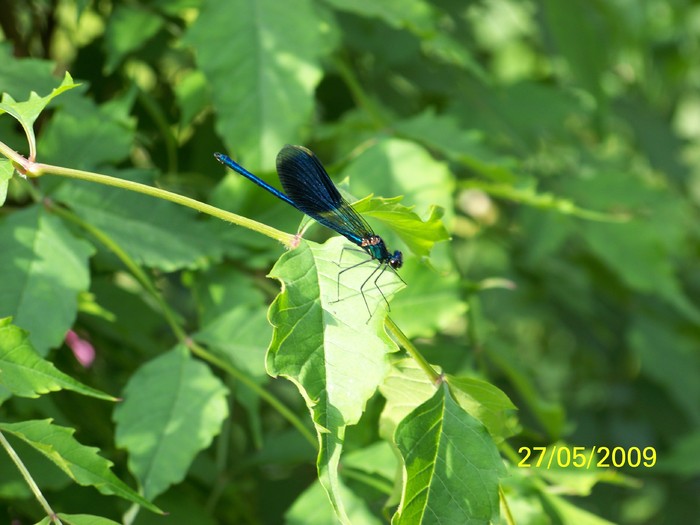 100_2665 - Primavara in curte 2  Timisoara