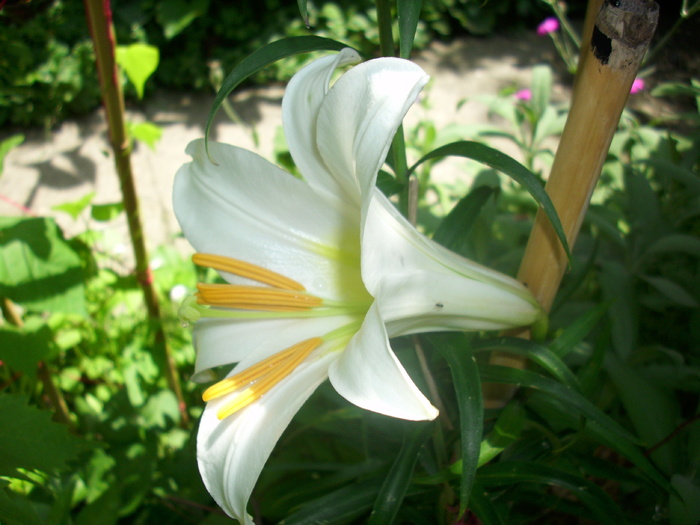 DSCI0927 - flori din gradina mea