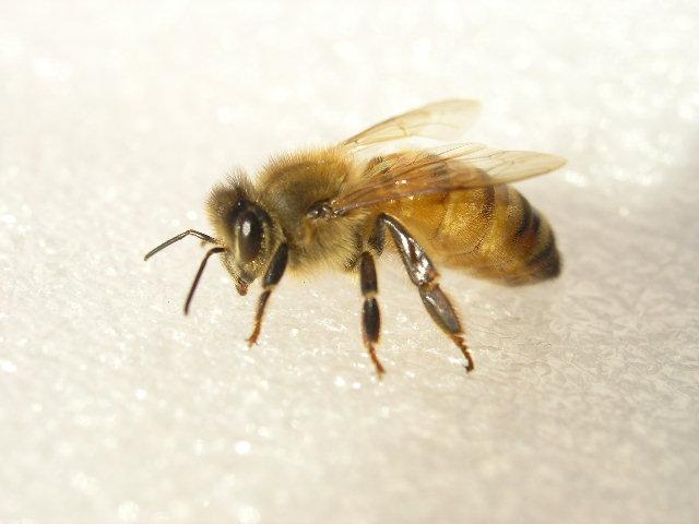 P1310034 - Albine si pentru albine