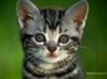 avatar pisicute 30873