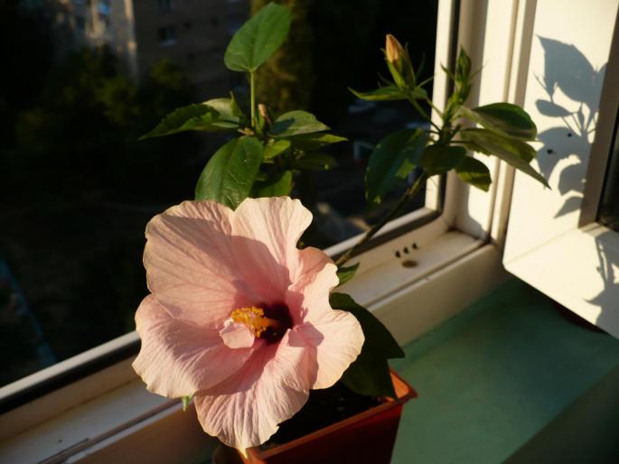 P1030094 - Hibiscusi