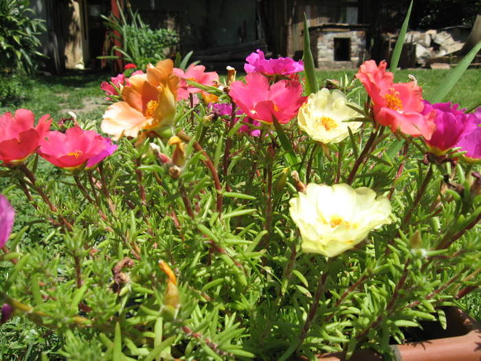 flori de nisip; flori de nisip
