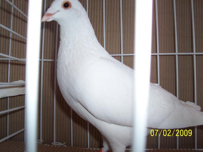 Expo Oradea 2009 073