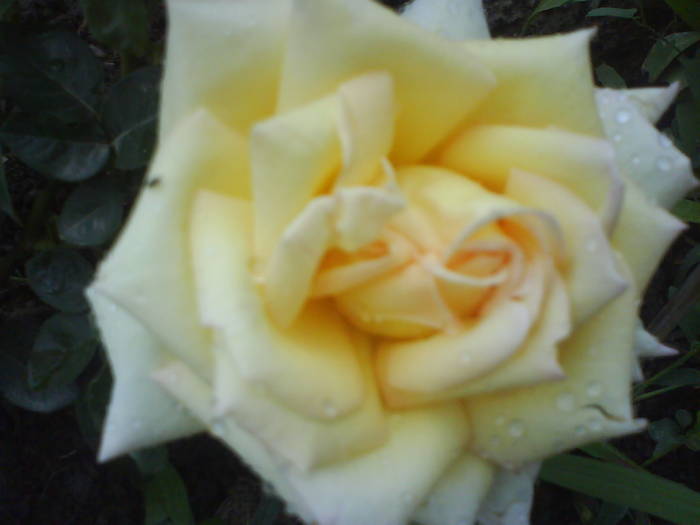 DSC00441 - trandafiri de gradina-butasi de vanzare