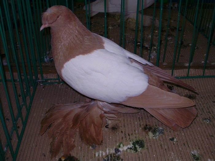 9714 th 0 - 1507 partea 4