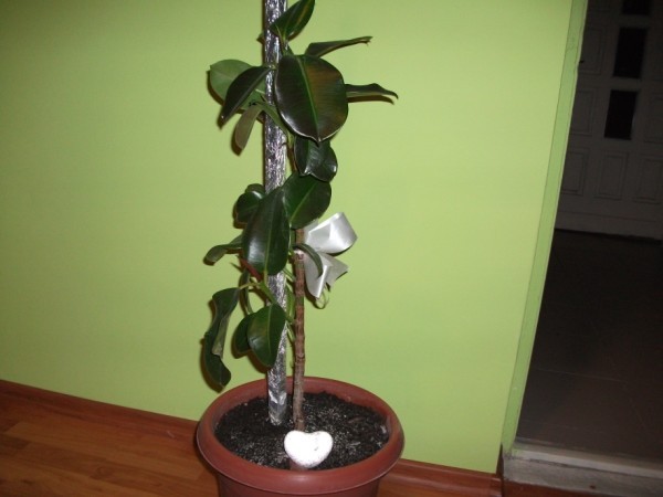 ficus - Ficusi