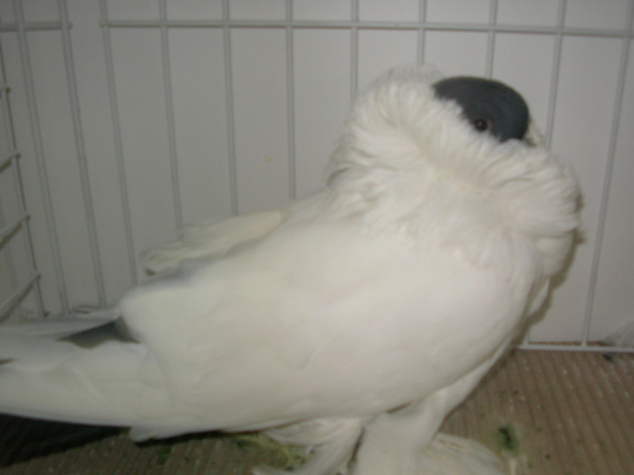 SANY0175 - poze expo 2009