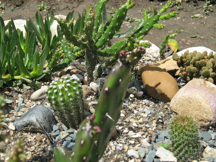 IMG_8683 - Cactusi la mosie 27 iunie 2009