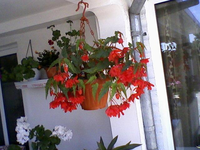 begonia pendula - dragele mele flori 2009