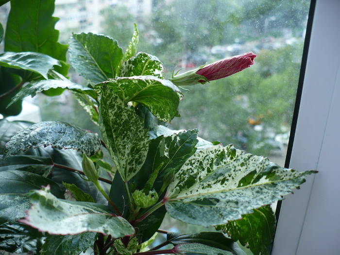 P1140720 - HIBISCUSI