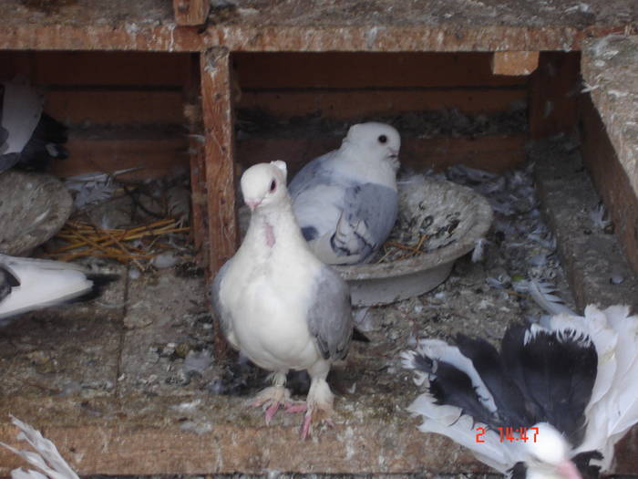 92 - C Porumbei Blueti si Satineti Vechi