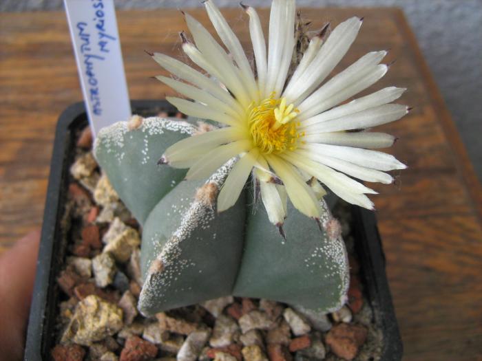 Astro.myriostigma hb.-floare - Astrophytum