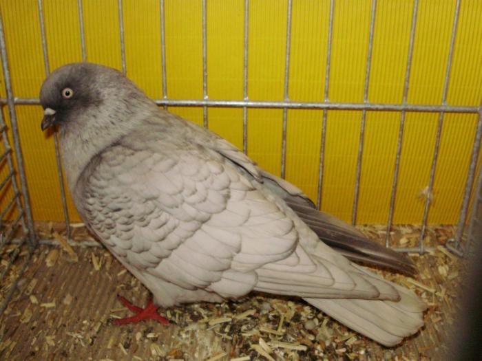 15015 koln hellgrau dunkelgesaumt 0 - 1505 partea 7