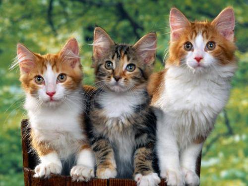 Poze Pisici Imagini Pisicute Wallpapers Prietenia la Pisici - pisici