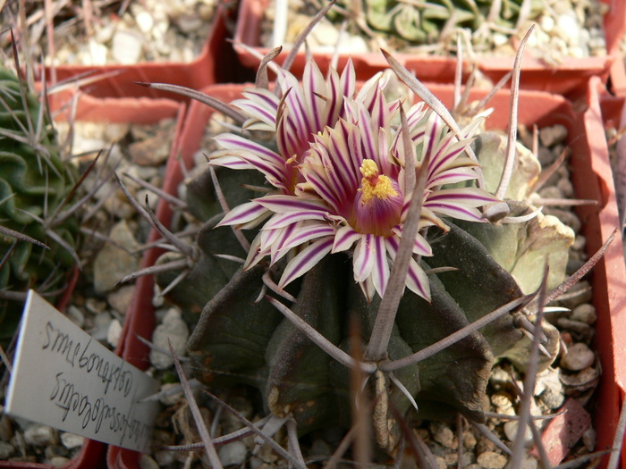 echinofossulocactus_coptonogonus - genul Echinofossulocactus - Stenocactus